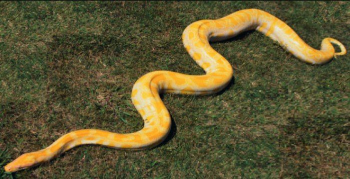 Quand tu fais la sieste avec ton gros serpent sur le ventre... Adorable