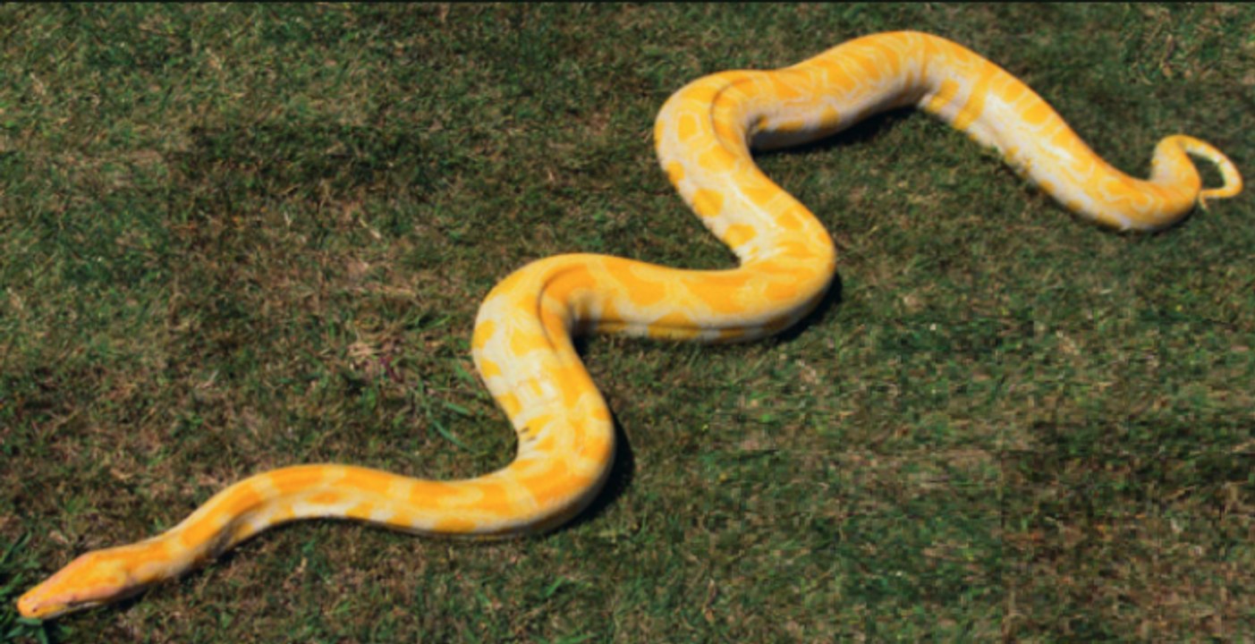 Quand tu fais la sieste avec ton gros serpent sur le ventre... Adorable