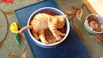 Un chaton dans une gamelle de croquettes