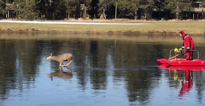 Oregon Firefighters Rescue Deer Stuck on Golf Course Ice