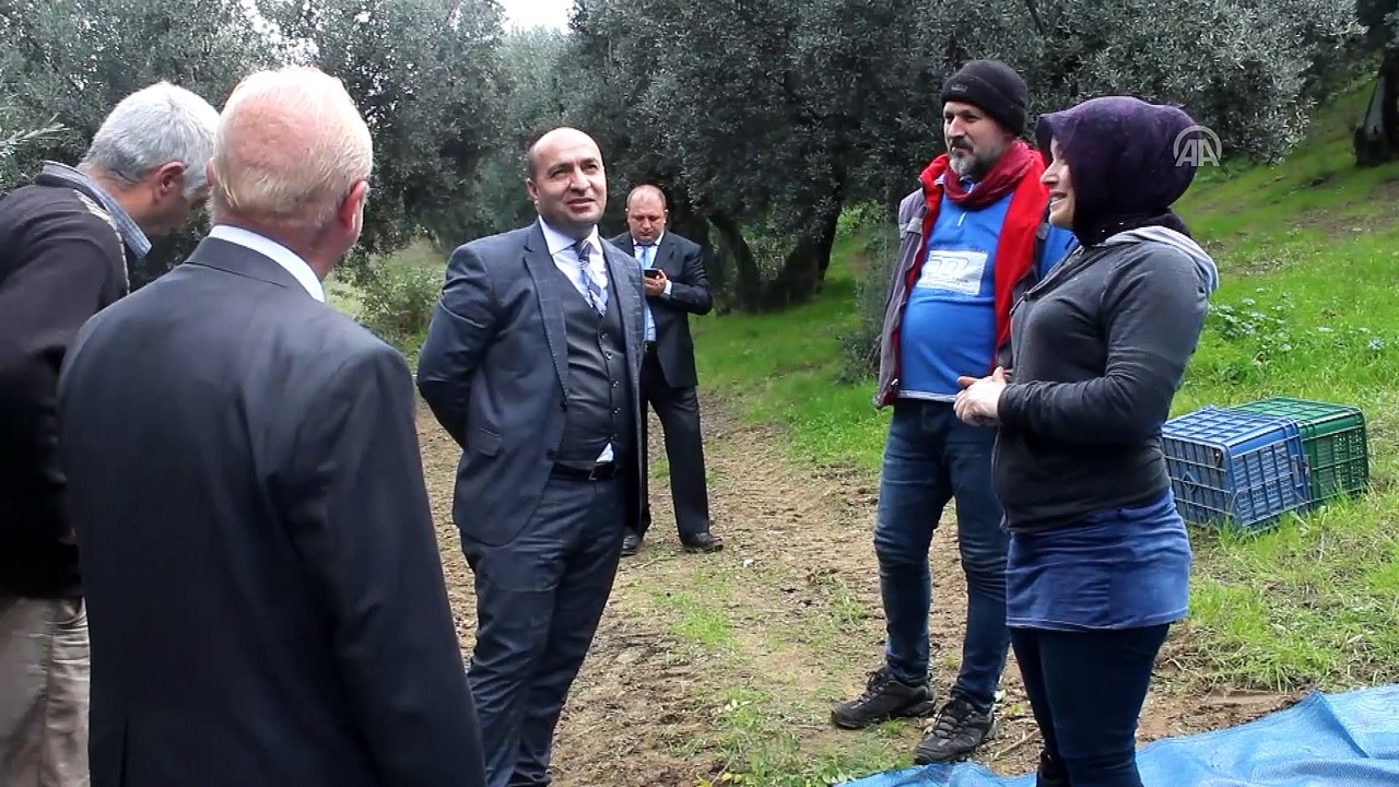 Zeytindeki verimi ağaç başına 5 kilo artıracaklar - YALOVA