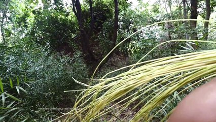 Primitive Technology   Make sandals from vine and bamboo