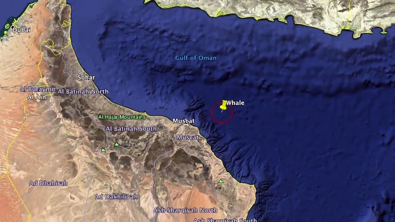 Ce pêcheurs libèrent une baleine d'un filet de pêche !