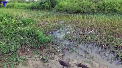 Cá Lóc Đồng mắc cạn vào mùa khô