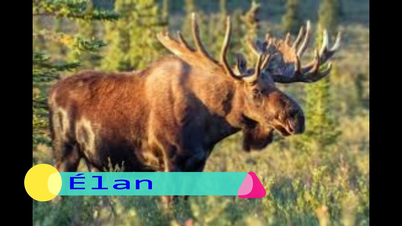 Les animaux herbivores (part 2 ) الحيوانات العاشبة