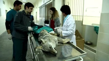 Yaralı Tilki Tedavi Altına Alındı