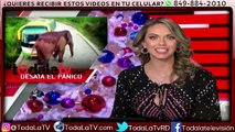 Elefante salvaje ataca vehículos en carretera-Al Rojo Vivo-Video