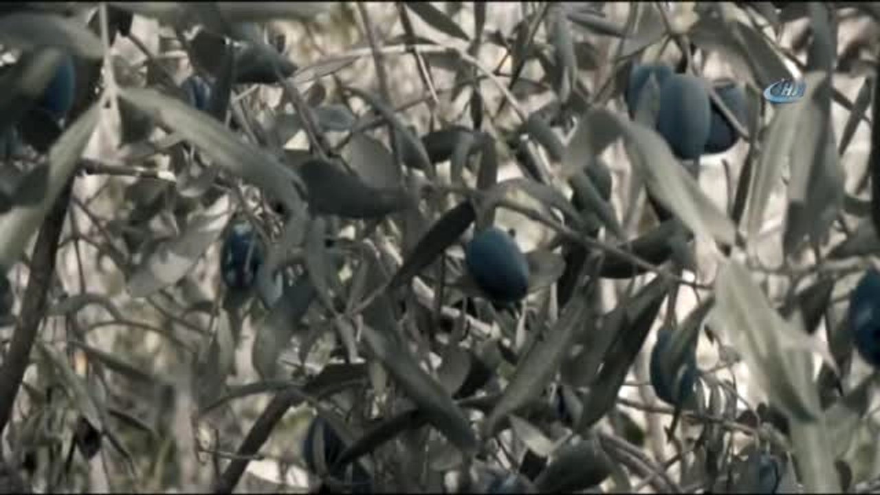 Kuşadası Ticaret Odası, Zeytin Hasadı İçin Tanıtım Filmi Yayınladı