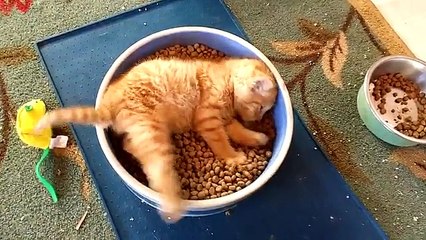 Un chaton se baigne dans sa gamelle