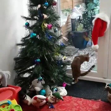 Quand ton chat détruit la déco de Noël en 2 secondes... pas le sapin !!