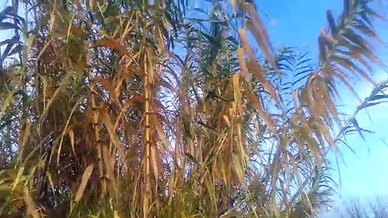 Kargı Kamışı Hakkında Bilgiler Kargı Kamışı Çayının Faydaları Yararları Nelerdir