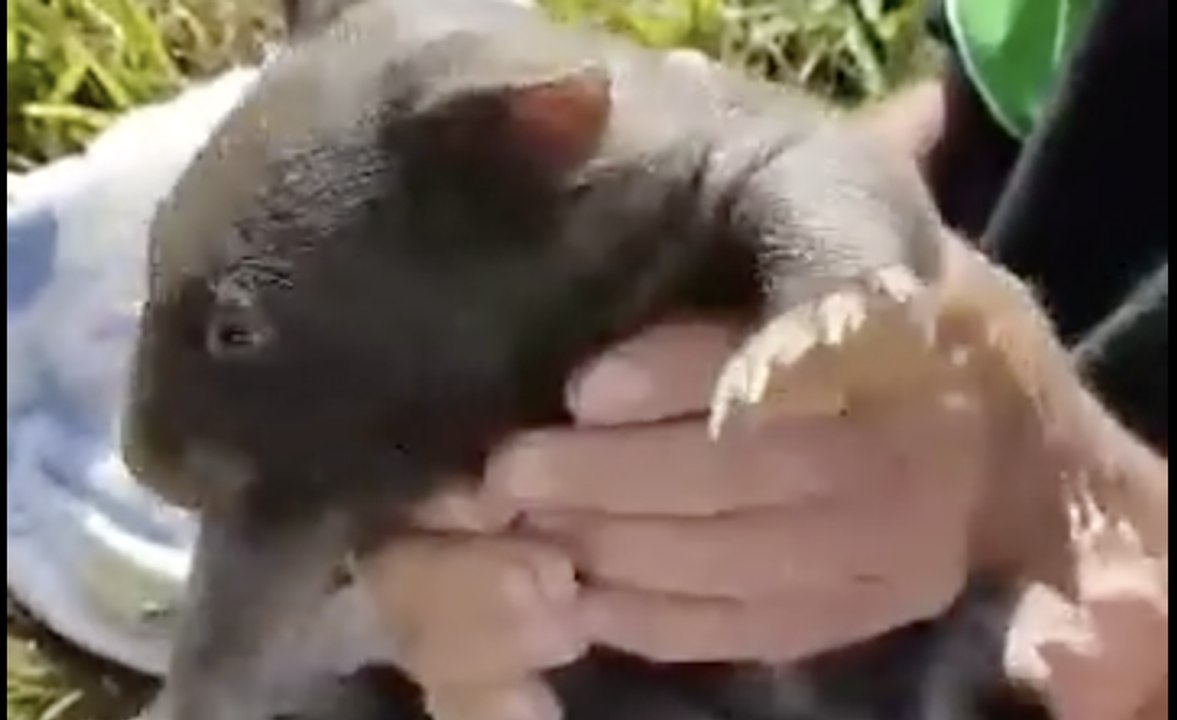 Baby Wombat Pulled From Dead Mother's Pouch on Bendigo Road