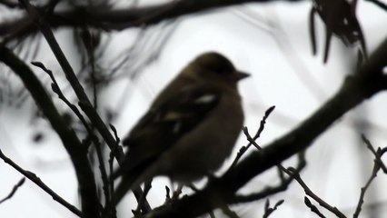 Pinson des arbres - Common Chaffinch