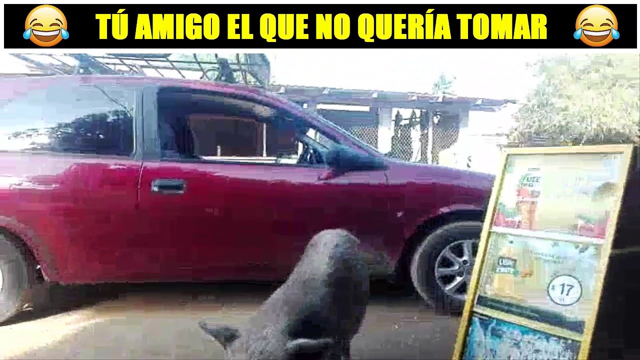 CERDITO QUIERE CERVEZA