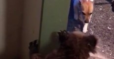 Koala Growls at Family Dog, Then Calmly Hangs on Their Front Door