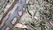 Snake Catchers Rescue Injured, Pregnant Python