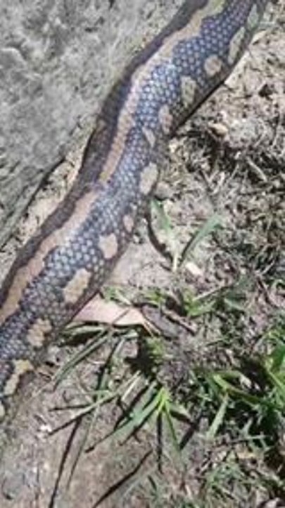 Snake Catchers Rescue Injured, Pregnant Python