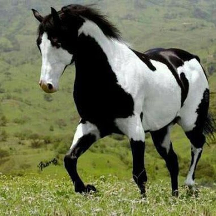 Caballos pura sangre mas hermosos del mundo