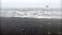 Rusya'da Hamsı Sahile Böyle Vurdu, Trabzonlu Balıkçılar İsyan Etti