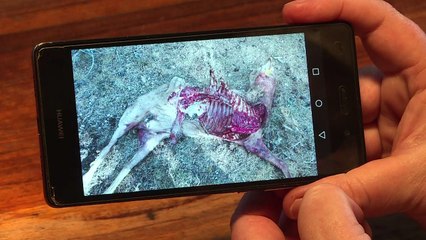 En France, le loup bête noire des éleveurs de brebis