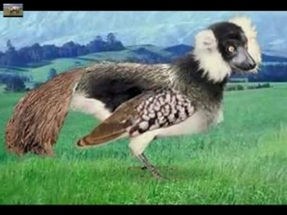 gag animaux