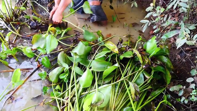 Primitive Technology Making Hammock from common water hyacinth