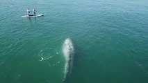 Une jeune baleine fait surface à coté de dizaines de paddle boarders... Magique