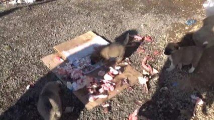 Yavru Köpekleri Anneleri Bıraktı, Esnaf Sahip Çıktı