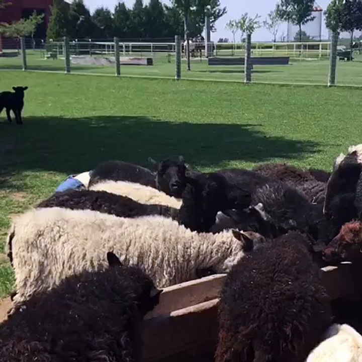 Funny Vines: City Girl Meets Farm Life
