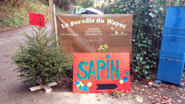 Ce vendeur de sapin a peur de se retrouver avec ses sapins sur les bras à cause d'une interdiction d'afficher