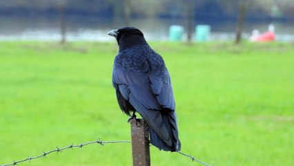 Carrion crow - Corneille noire