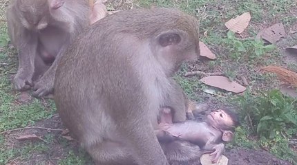 Cute Baby Monkey Just Born Very Weak