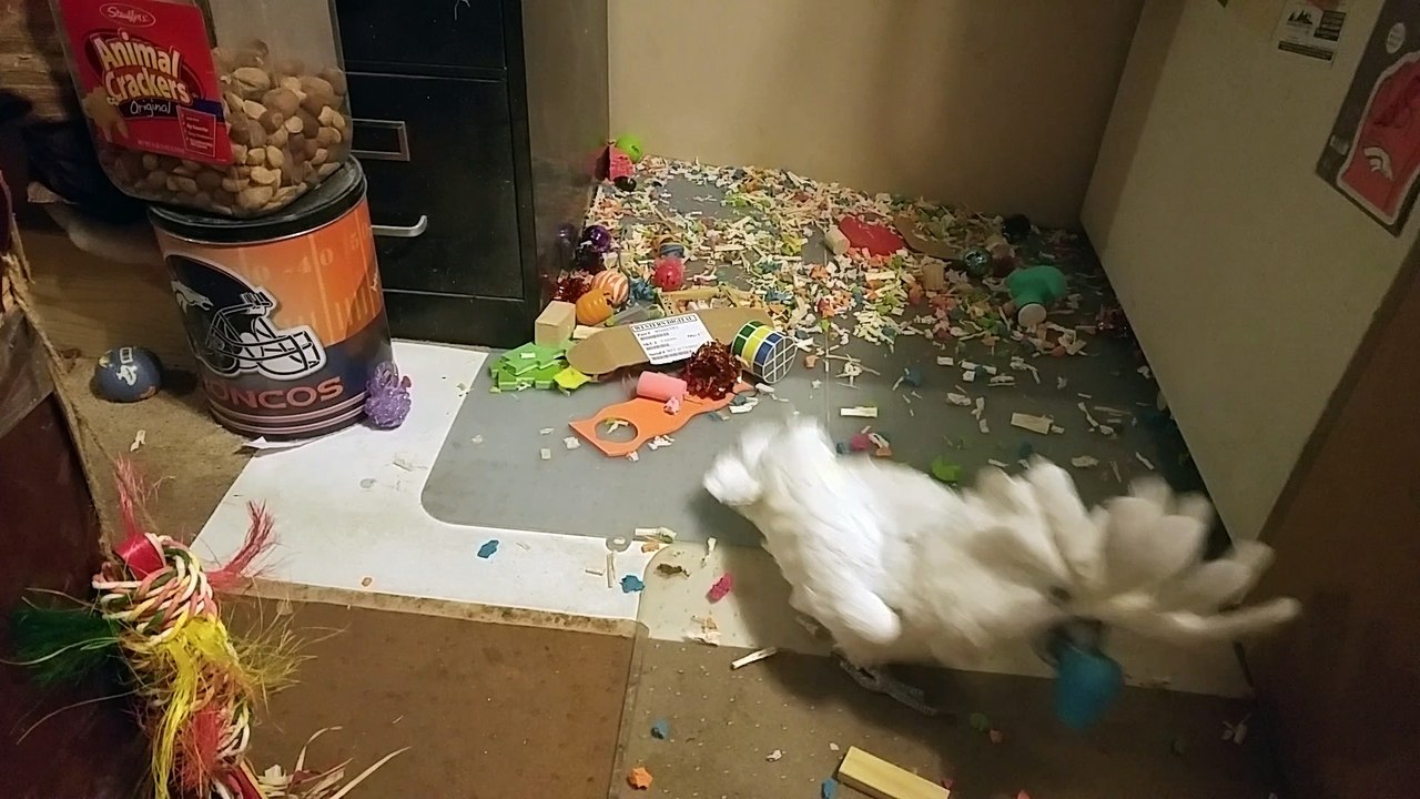 Cockatoo Can't Stop Laughing