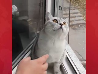 Bu kedye ne olmuş böyle..Cansız manken gibi kedicik..