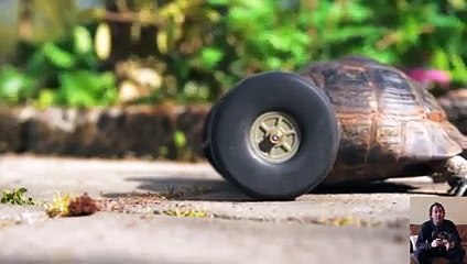 Engelli kaplumbağaya tekerlek ayaklar...