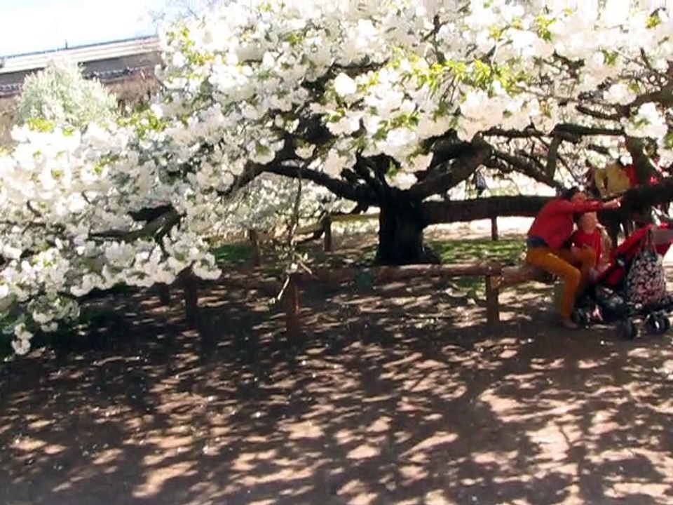 Jardin Plantes-Prunus (4)