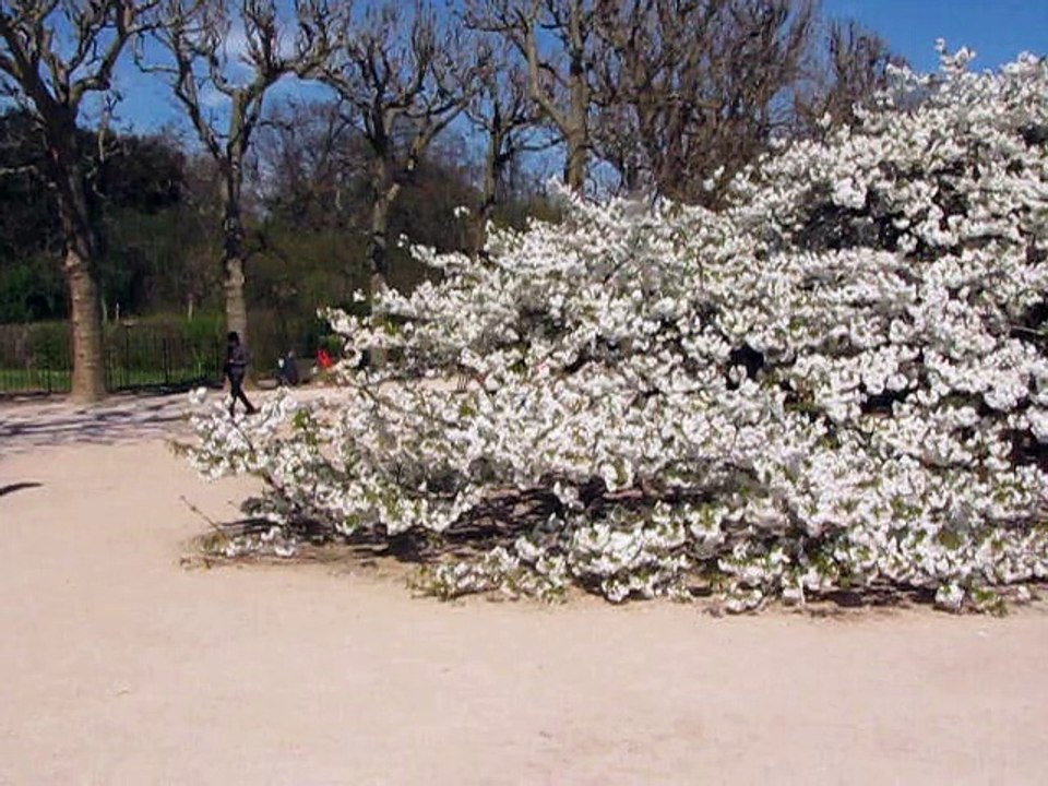Jardin Plantes-Prunus (5)