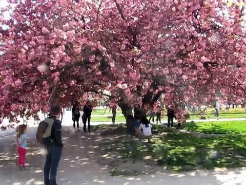 Jardin Plantes-Prunus (1)