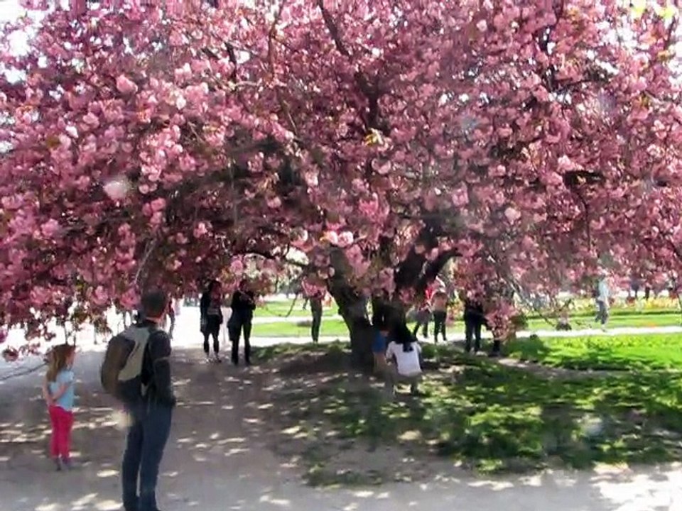 Jardin Plantes-Prunus (1)