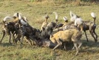 Cães Selvagens Devorando Javalis Vivos - Contém Cenas Fortes