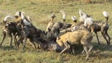 Cães Selvagens Devorando Javalis Vivos - Contém Cenas Fortes