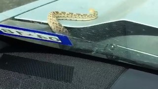 Snake Tries to Hitch a Ride
