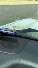 Snake Tries to Hitch a Ride