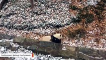 Panda Playing In The First Snow Of The Season Delights Zoo Visitors