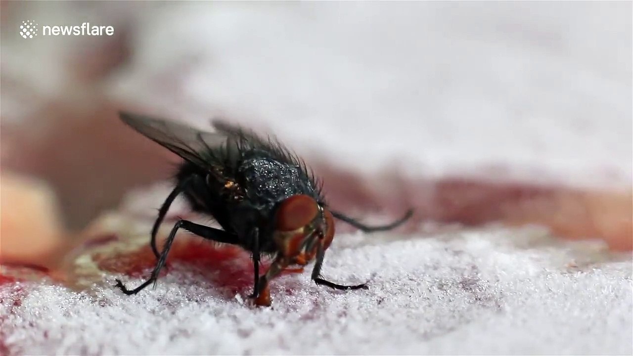 La langue gelée sur un gâteau, cette mouche est coincée !!!