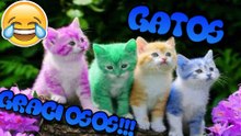 Funny Cats Compilations - Funny cats videos 2018