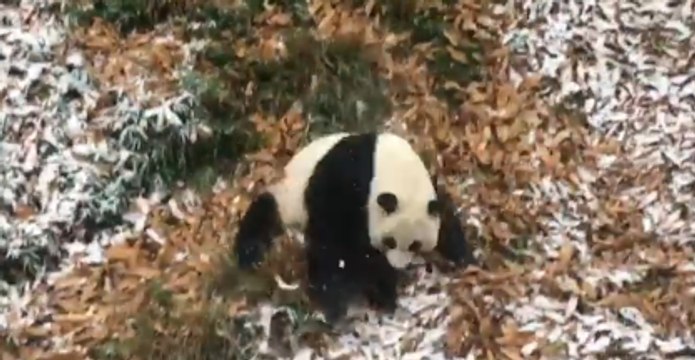 National Zoo's Panda Takes a Roll in the Snow