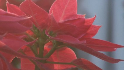 La flor silvestre de Nochebuena adorna las fiestas decembrinas en México