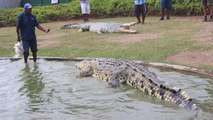 L'heure du repas pour ce crocodile géant en Nouvelle Guinée