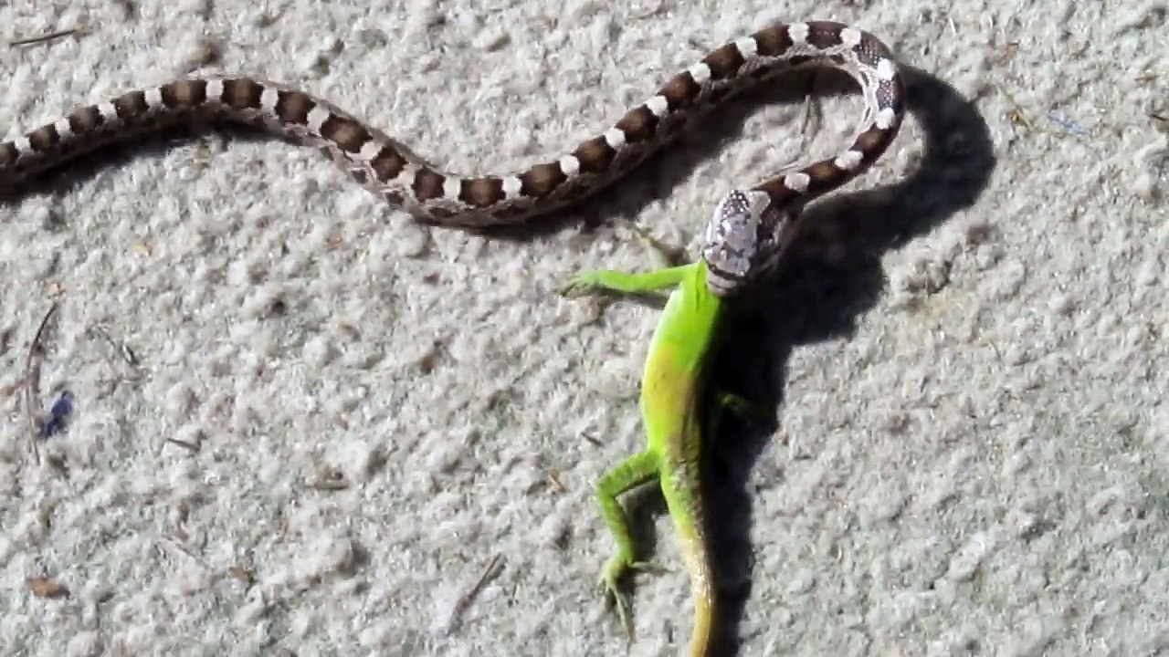 Serpent VS Lézard... La fin est incroyable!